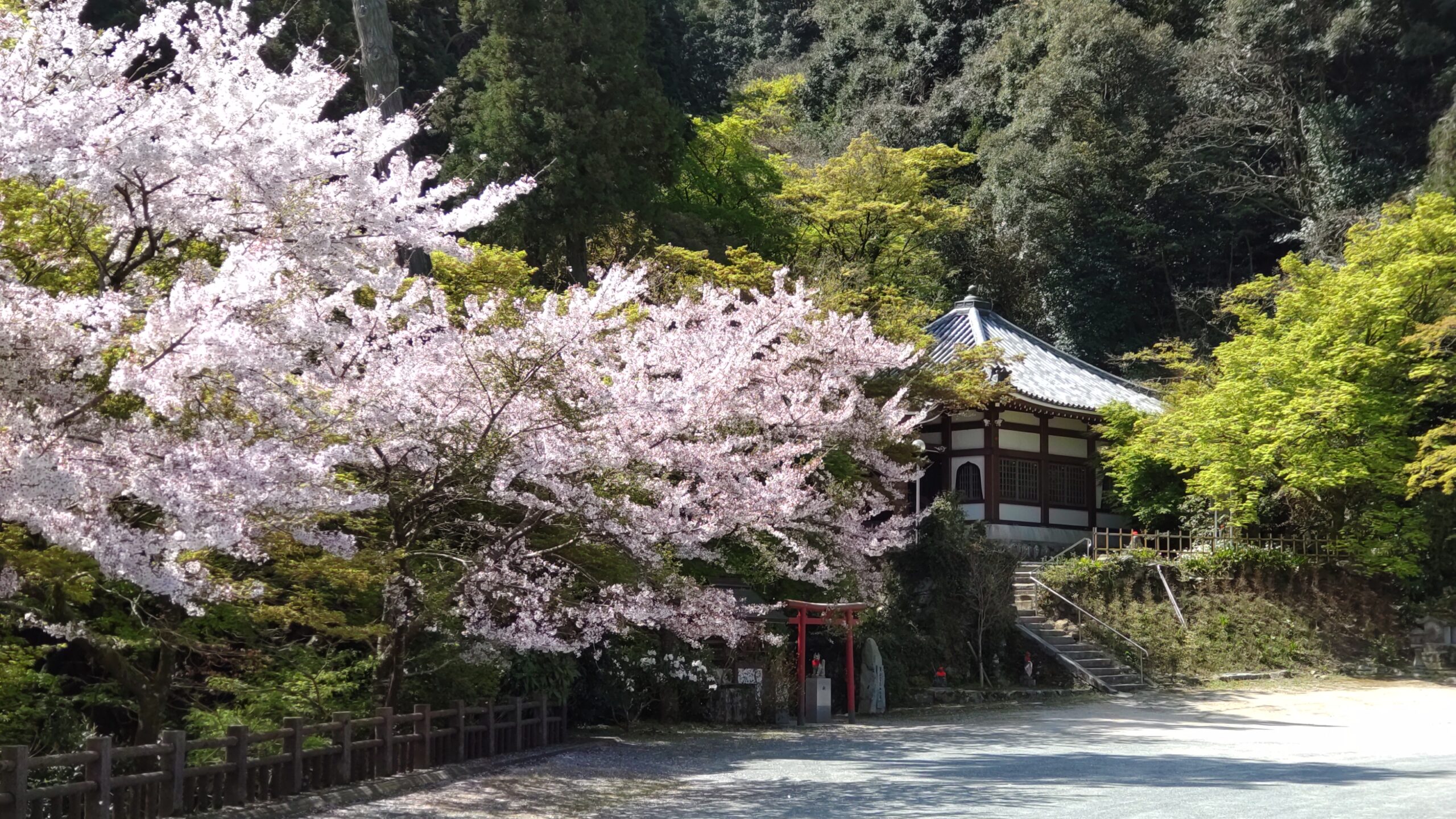 油山観音 桜と新緑の境内（福岡市城南区）